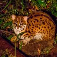Tabin Wildlife Resort