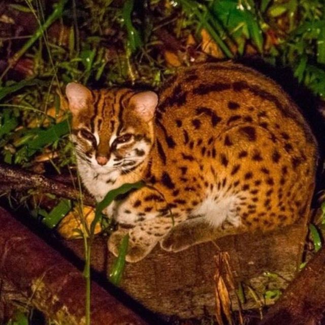 Tabin Wildlife Resort