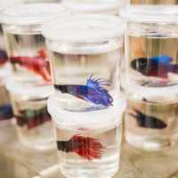 Vibrant GoldFish Market Street in Hong Kong