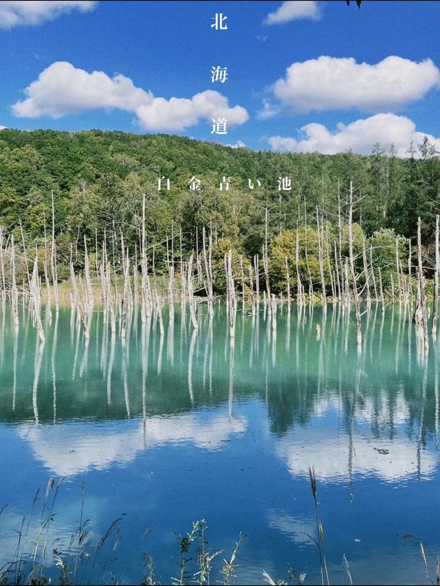 【美瑛】アイスブルーの美しい&不思議な池🫣💎💙🪞【北海道】