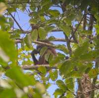 Tabin Wildlife Reserve @ Sabah, Malaysia