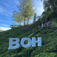 BOH Tea Centre Sungai Palas, Cameron Highland