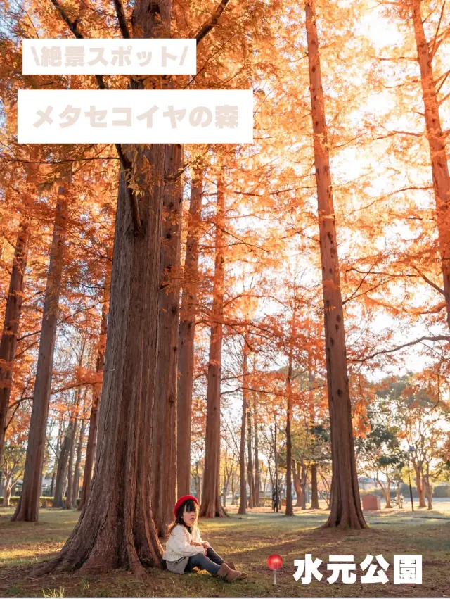 【東京・絶景スポット】メタセコイヤの森🌳水元公園