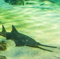 Captivating Aquatic at SEA LIFE Sydney