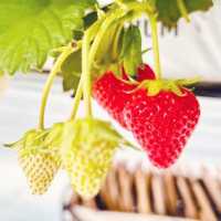 Strawberry Picking @ Greenarium Awaji 🇯🇵