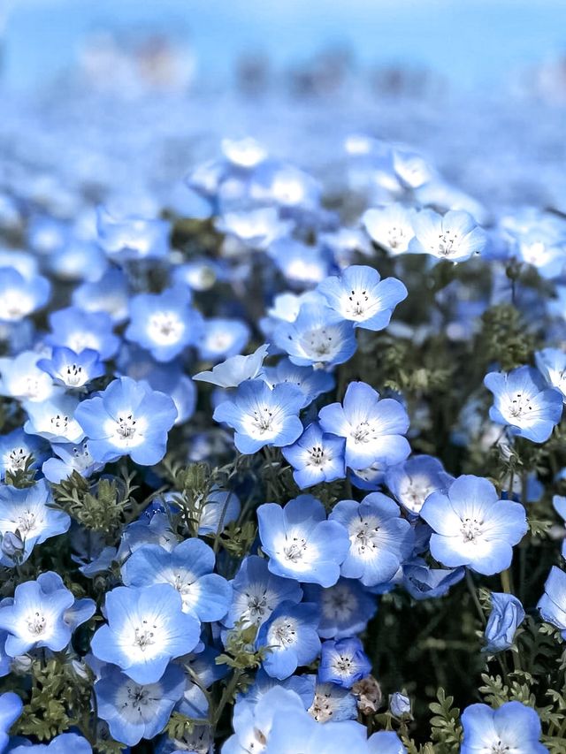 日本必打卡粉蝶花花海進國營常陸海濱公園🌿 