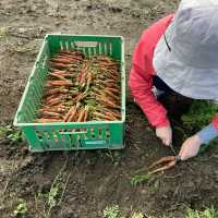 【デンマーク旅】オーガニックイチゴ狩り🍓