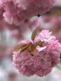 幾重にも重なった美しい花びらの遅咲きの桜🌸八重桜