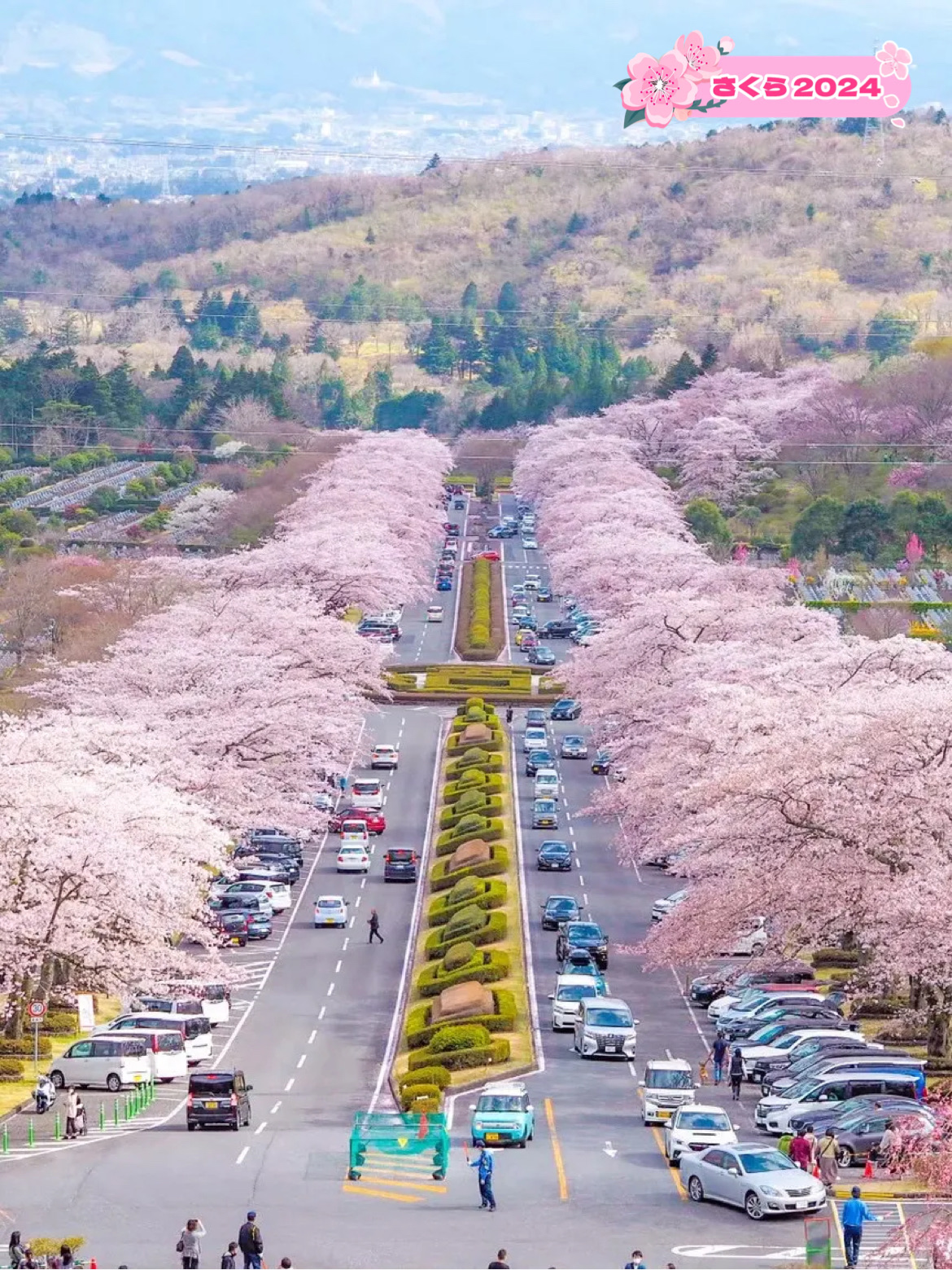 富士山と桜　3号 富士山と桜3号