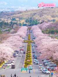 御殿場　富士霊園の桜