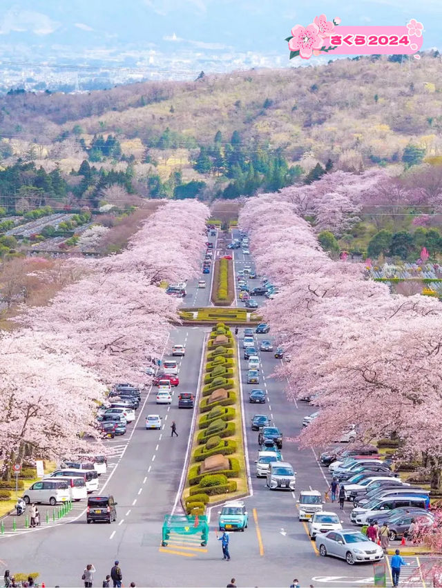 御殿場　富士霊園の桜