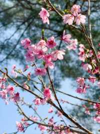 【千葉】桜の時期に訪れたくなる櫻木神社