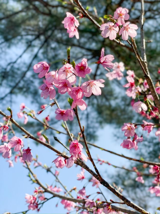 【千葉】桜の時期に訪れたくなる櫻木神社