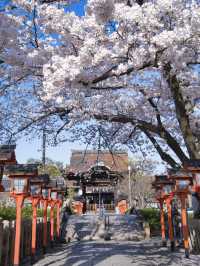 【京都×桜】本当は教えたくない🙅京都駅から徒歩圏内の穴場の桜スポット🌸