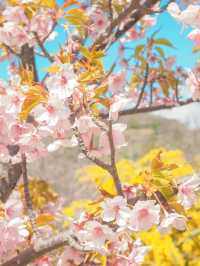 【淡路島】一年中お花が咲く美しい公園⛲️