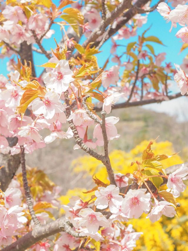 【淡路島】一年中お花が咲く美しい公園⛲️