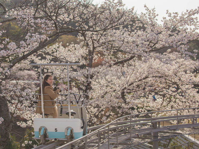 จุดชมวิว Amanohashidate View Land