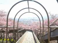 【日本🇯🇵】まつだ　桜まつり🌸