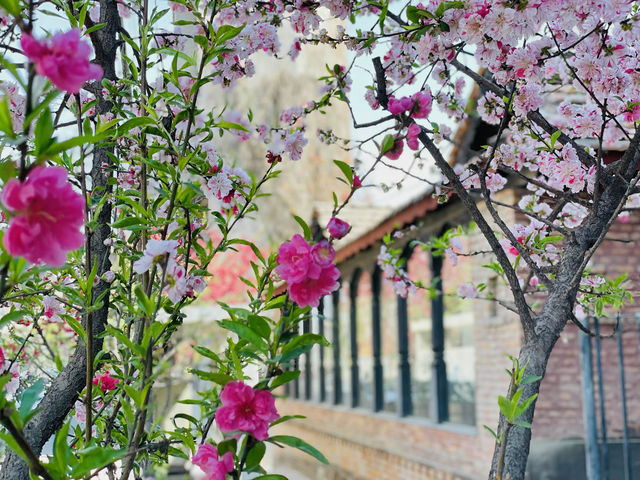 Flowering cherry blossoms in Kathmandu.