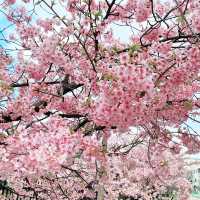 京都　淀水路の河津桜