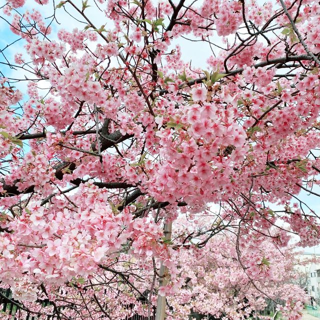 京都　淀水路の河津桜