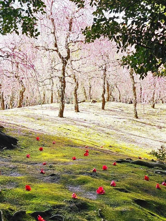 【京都/死ぬまでに1度は見たい絶景】城南宮、梅祭り🏮平日も開門前から込み合う超人気スポット