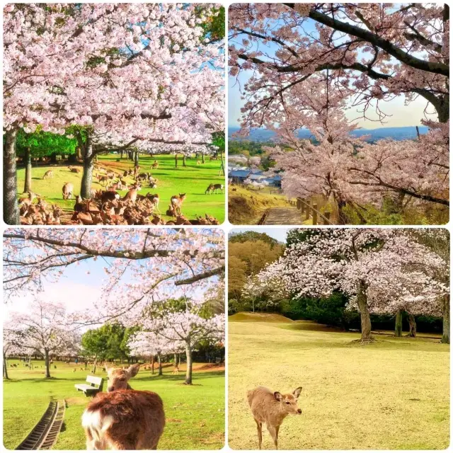 Nara Park, Japan.