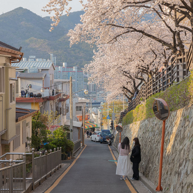 부산 벚꽃 명소 개금동벚꽃길