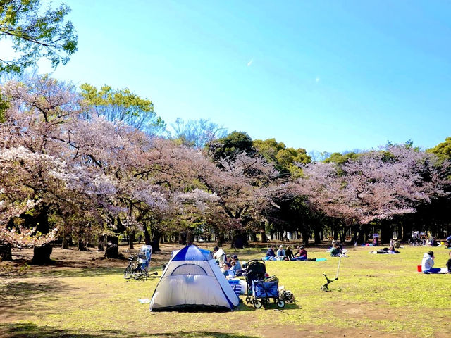 Cherry Blossoms Garden 