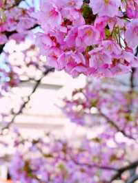【東京】早咲き河津桜とミモザのコラボが見れる場所