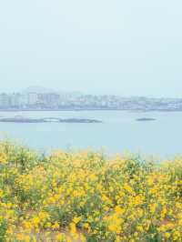 🌼제주 동쪽 유채+바다+노을 명소 [서우봉]☀️