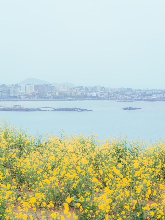 🌼제주 동쪽 유채+바다+노을 명소 [서우봉]☀️