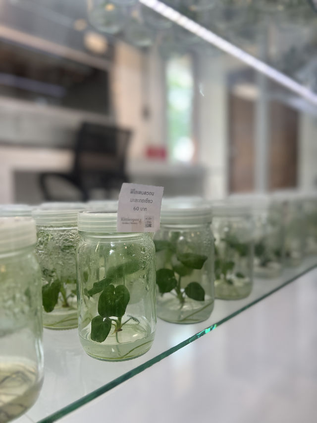 Little Plant Café & Wake Park