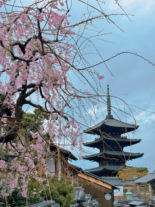 Experience the Magical Season of Kyoto🌸