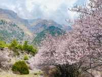 Cherry blossoms dotting the landscape.