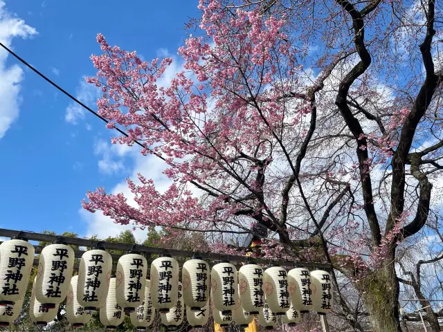 平野神社〜京都の桜を見るのに必須。
