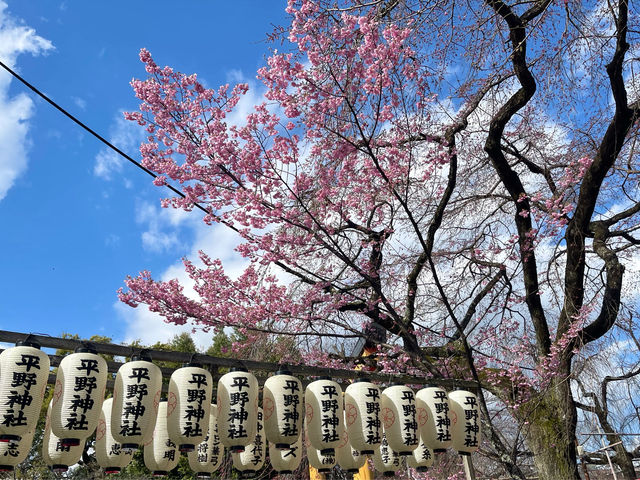 平野神社～京都賞櫻必去