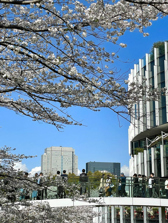 【東京ミッドタウン/東京都】200mの桜並木を昼も夜も堪能
