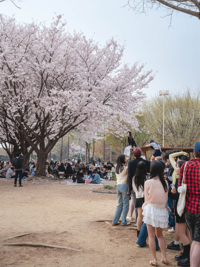 벚꽃과 튤립을 동시에 볼 수 있는 “서울숲”