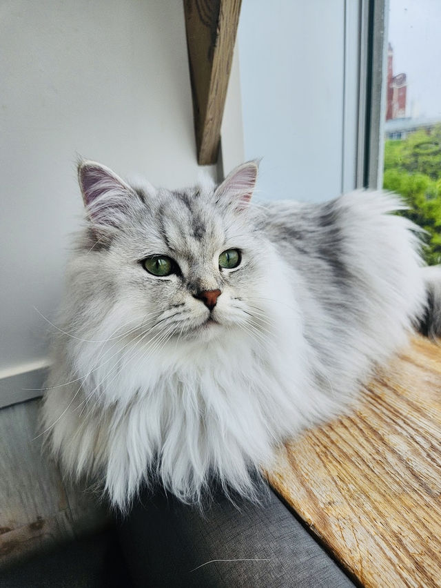 Cat Cafe MOCHA Harajuku