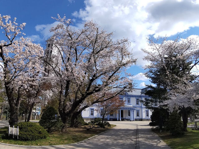 【札幌】中島公園：🌸櫻花盛開，春天舒適寧靜