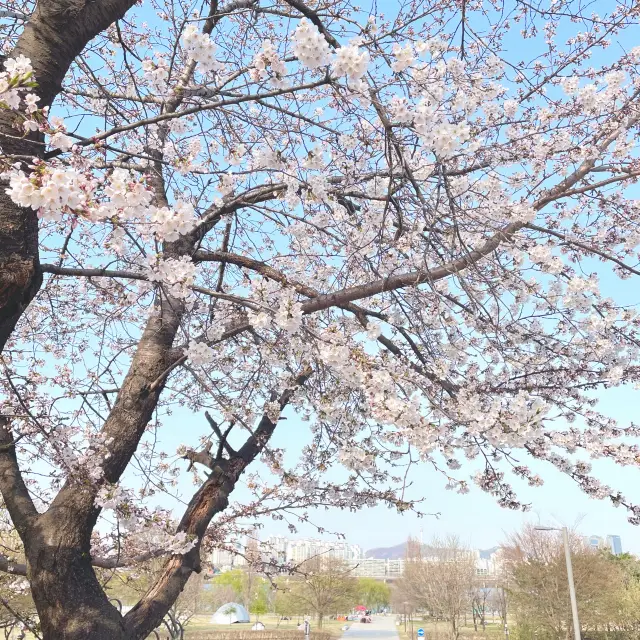 Yeouido Hangang Park Date