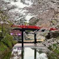 【青森】みちのく三大桜の名所で楽しもう🌸