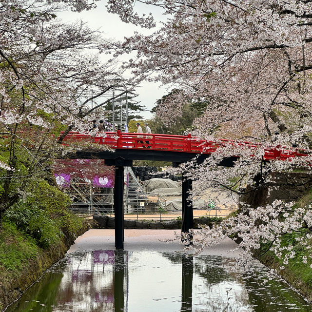 【青森】みちのく三大桜の名所で楽しもう🌸