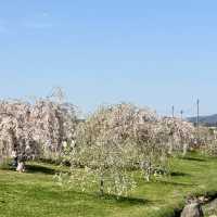 【岩手】東北で人気の桜の名所🌸