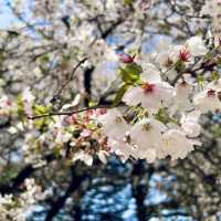 新宿御苑 | 東京市中心的綠洲秘境 🌸