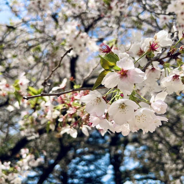 新宿御苑 | 東京市中心的綠洲秘境 🌸