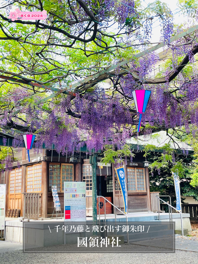 【國領神社/東京都】千年乃藤と飛び出す御朱印