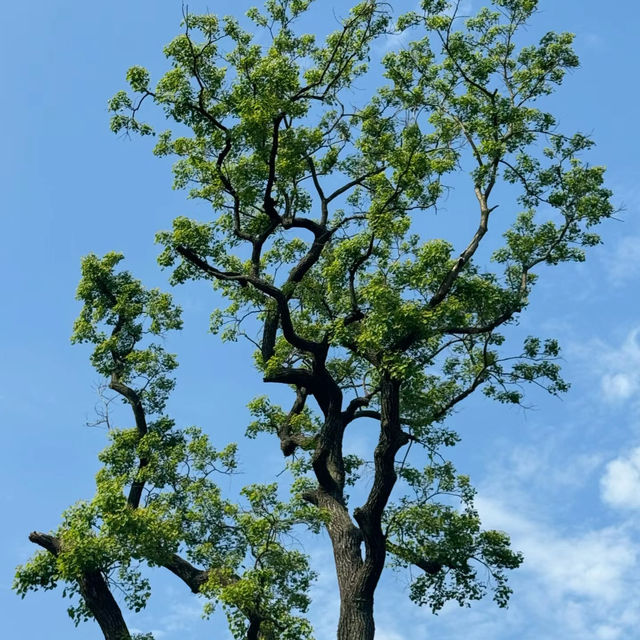 「大阪鶴見綠地公園：城市仙境，戶外康體樂」