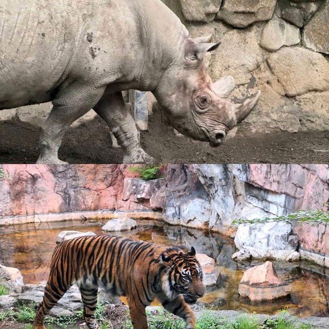 【東京景點】上野動物園：100年歷史，必探訪！🐼🐻‍❄️🌳🌍